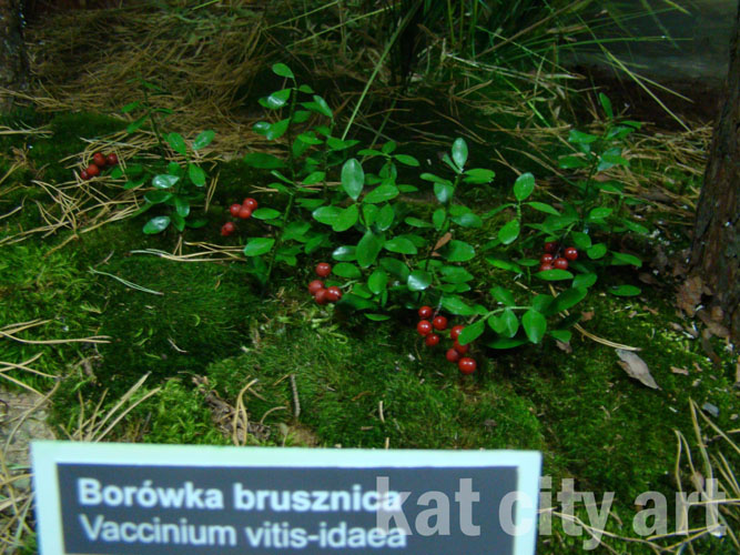 Zdjęcie: modele borowki w dioramie.jpg